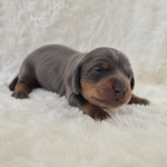 VERKOCHT - Puppy 1: Blue & Tan Standaard Teckel